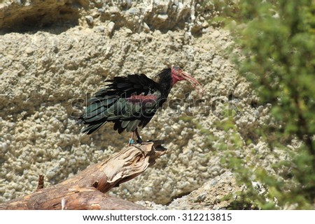 stock-photo-a-northern-bald-ibis-also-kn...213815.jpg