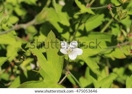 Cranesbill Stock Photos, RoyaltyFree Images \u0026 Vectors Shutterstock Cranesbill Stock Photos, RoyaltyFree Images \u0026 Vectors Shutterstock