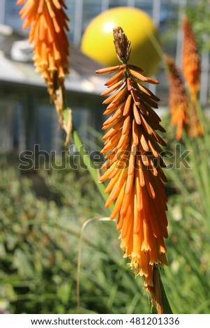 Ethiopian Flower Stock Images Royalty-Free Images Vectors 