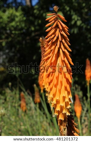 Ethiopian Flower Stock Images Royalty-Free Images Vectors 