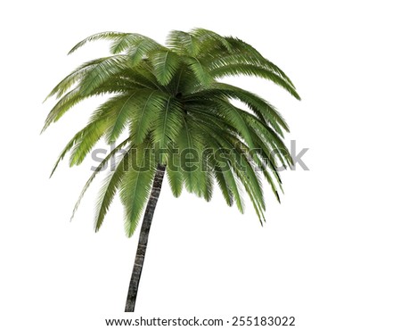 Two Palm Trees Illustration Design On Stock Vector 105340712 - Shutterstock