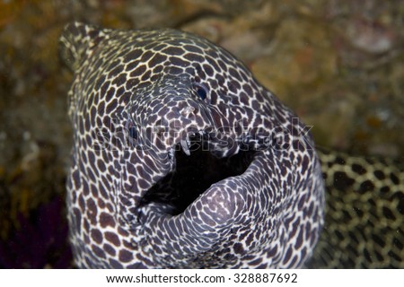 Sharp Teeth Fish Stock Photos, Images, & Pictures | Shutterstock