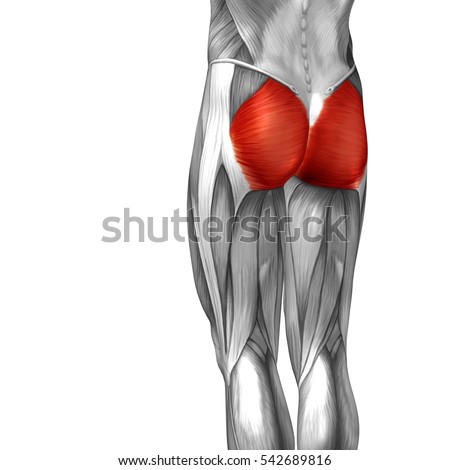 Upper Leg Tendon Anatomy : Upper Leg Muscles And Tendons - poole