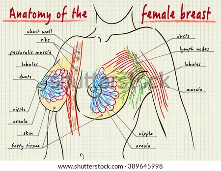 Vector Structure Female Breast Stock Vector 389645998 - Shutterstock