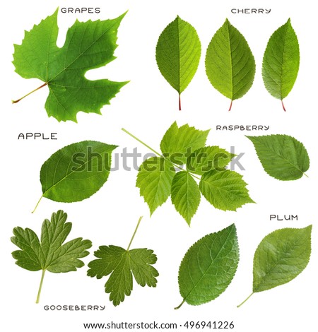 Isolated Leaf Collection Various Green Leaves Stock Photo 116111536 ...