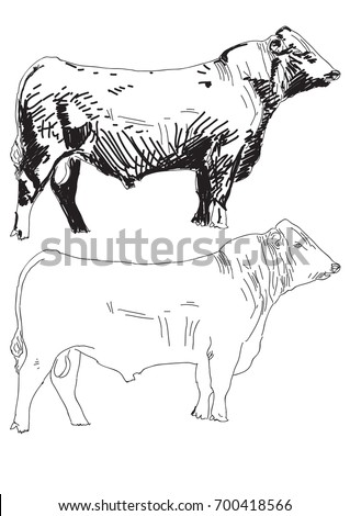 Angus Bull Stock Images, Royalty-Free Images & Vectors | Shutterstock