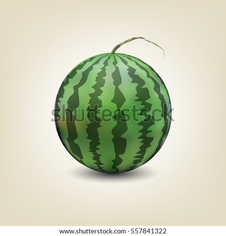 Photo realistic watermelon isolated on white background with shadow, vector illustration.