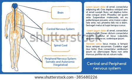 Central Peripheral Nervous System Normal Style Stock Vector 385680277