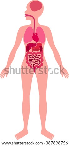 Human Body Anatomy Brain Lungs Heart Stock Vector 210983413 - Shutterstock