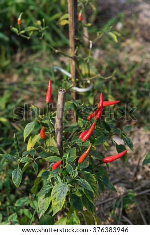 Close-up view of fresh ripe red chili peppers on tree at an organic chili farm in Thai Binh, Viet Nam. Agricultural composition. Harvest concept. Great for organic food publication.