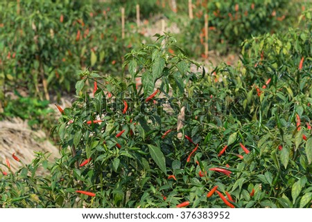 Close-up view of fresh ripe red chili peppers on tree at an organic chili farm in Thai Binh, Viet Nam. Agricultural composition. Harvest concept. Great for organic food publication.