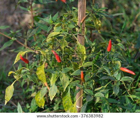 Close-up view of fresh ripe red chili peppers on tree at an organic chili farm in Thai Binh, Viet Nam. Agricultural composition. Harvest concept. Great for organic food publication.