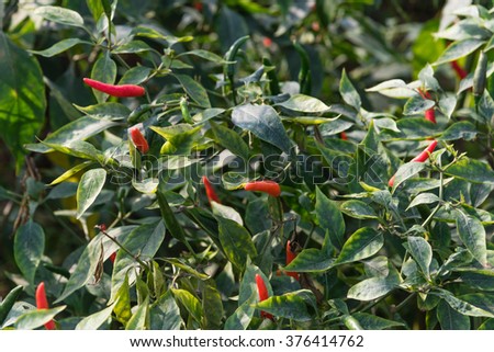 Close-up view of fresh ripe red chili peppers on tree at an organic chili farm in Thai Binh, Viet Nam. Agricultural composition. Harvest concept. Great for organic food publication.