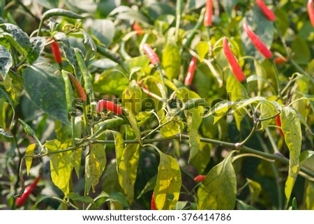 Close-up view of fresh ripe red chili peppers on tree at an organic chili farm in Thai Binh, Viet Nam. Agricultural composition. Harvest concept. Great for organic food publication.