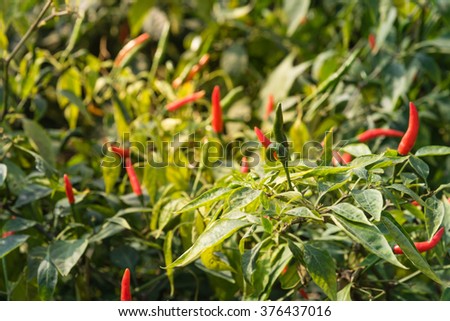 Close-up view of fresh ripe red chili peppers on tree at an organic chili farm in Thai Binh, Viet Nam. Agricultural composition. Harvest concept. Great for organic food publication.