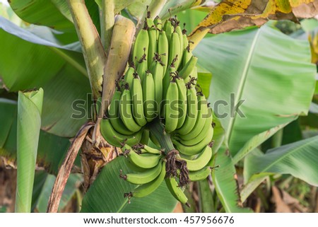 Fresh green cultivated banana hang on tree at an organic farm in Thai Binh, Viet Nam. Banana tree with a bunch of growing ripe bananas at sunset. Great for agricultural plantation publication concept.