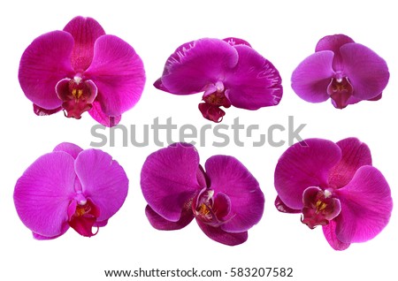 pink orchids flower isolated, die cut with path