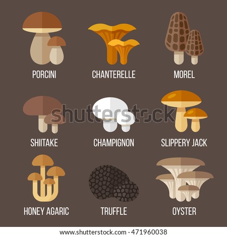 Vector Set Different Kinds Edible Mushrooms Stock Vector 471960038 ...