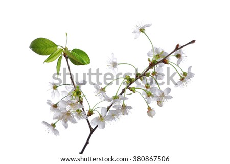 cherry branch with flowers isolated on white background