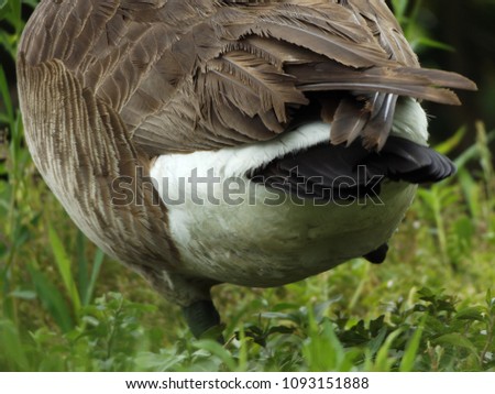 canada goose natural habitat canada goose natural habitat