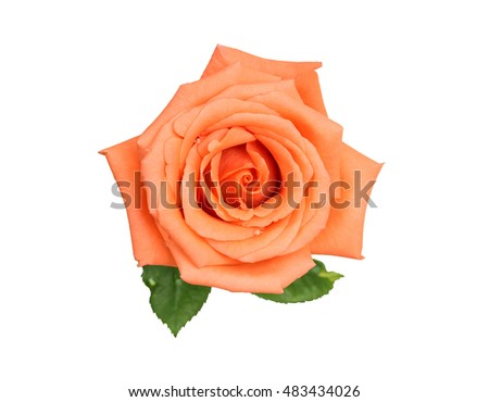 Beautiful Peach rose isolated on white background