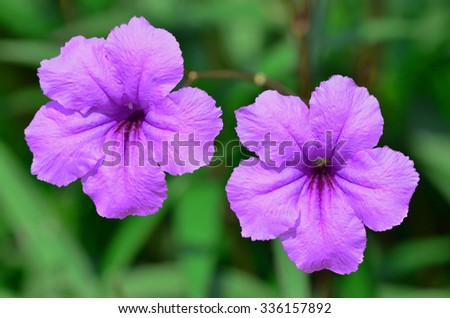Acanthaceaem Stock Photos Royalty-Free Images Vectors 