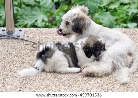 central asian big white shepherd livestock stock photo