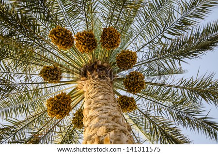 Palm Tree with date fruits