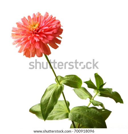 Zinnia Stock Images, Royalty-Free Images & Vectors | Shutterstock