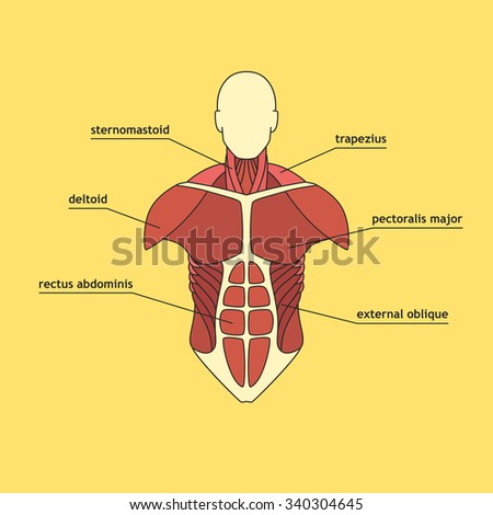 Muscles Thorax Vector Illustration Muscle System Stock Vector (Royalty