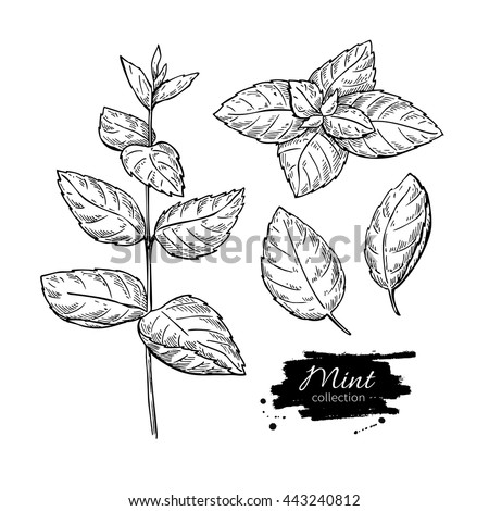 Mint Stock Images, Royalty-Free Images & Vectors | Shutterstock