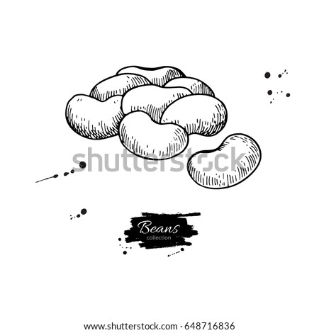 White Bean hand drawn vector illustration. Isolated Vegetable engraved style object. Detailed vegetarian food drawing. Farm market product. Great for menu, label, icon