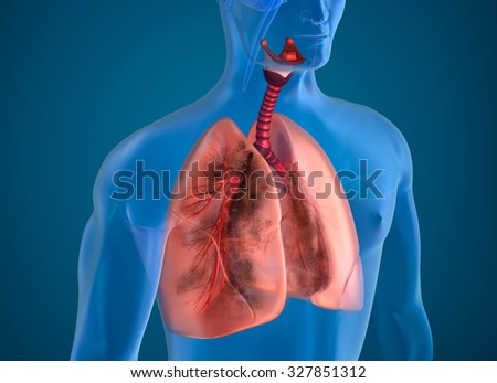 Lungs Stock Images, Royalty-Free Images & Vectors | Shutterstock