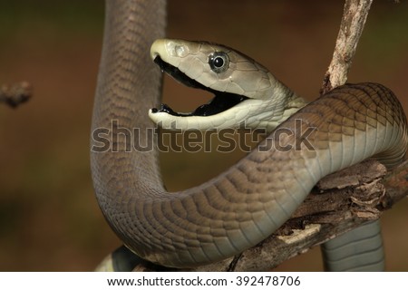 Kat black mamba kat black mamba