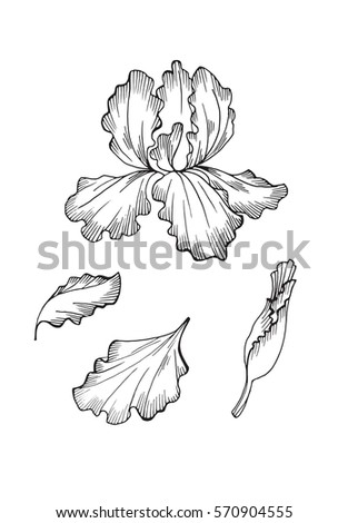 Iris Flower Isolated On White Background Stock Vector 570904555