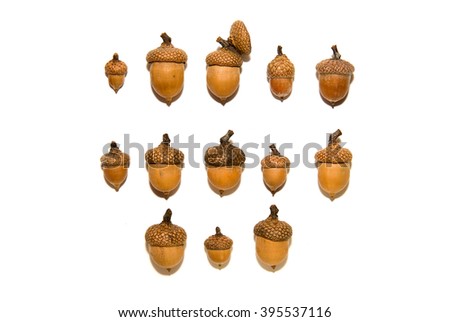 Acorn Different Types Sizes Collection Isolated Stock Photo 64294903 ...