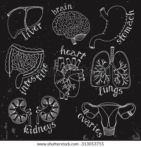 Hand Drawn Internal Organs Vintage Anatomy Stock Vector ...