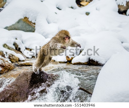 Monkey With Pet Dog Crossing River Monkey With Pet Dog Crossing River