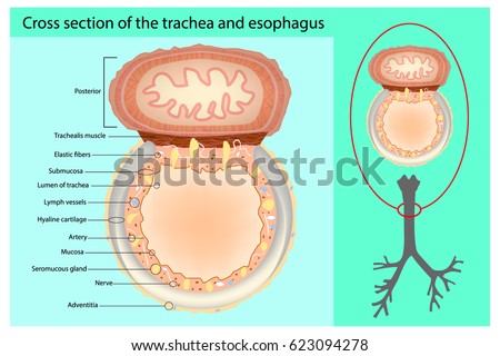 Cross Section Trachea Esophagus Trachea Esophagus Stock Vector