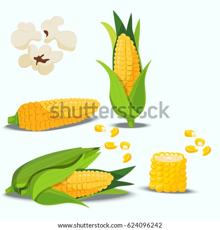 Very high quality original trendy vector set with sweet golden corn. Bunch of Corn. summer farm design elements