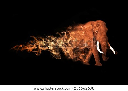 beautiful image elephant african safari animal stock photo beautiful image elephant african safari animal stock photo