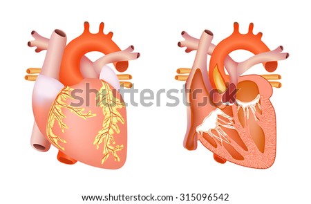 Male Penis Anatomy Stock Illustration 297414671 - Shutterstock