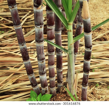 close up of Sugarcane for sugar.