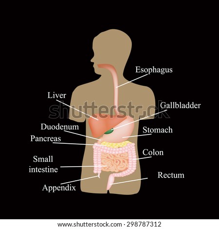 Oesophagus Stock Photos, Images, & Pictures | Shutterstock