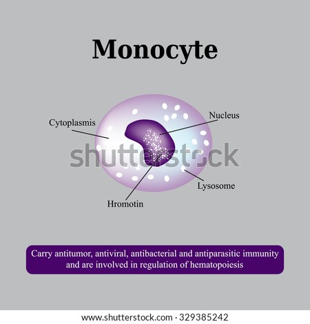 Monocyte Stock Images, Royalty-Free Images & Vectors | Shutterstock