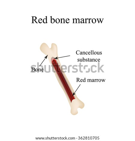 Structure Bone Marrow Infographics Illustration Stock Illustration
