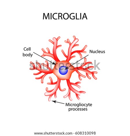 Structure Microglia Neuron Nerve Cell Infographics Stock Vector ...