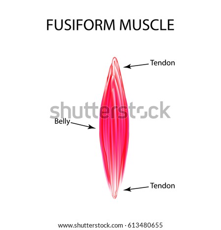 Structure Muscle Fusiform Infographics Vector Illustration เวกเตอร์ ...