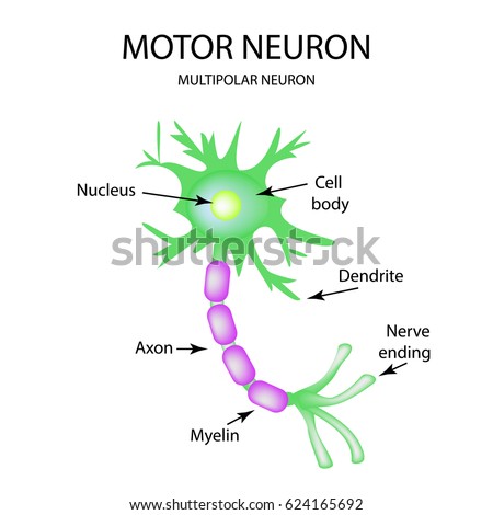 structure of neuron
