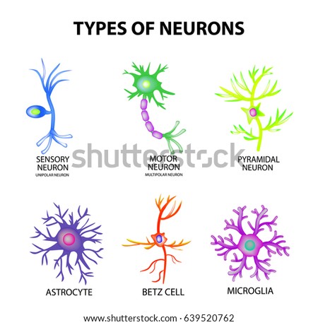 structure of neuron